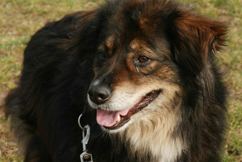 Hundesteuer wird fällig