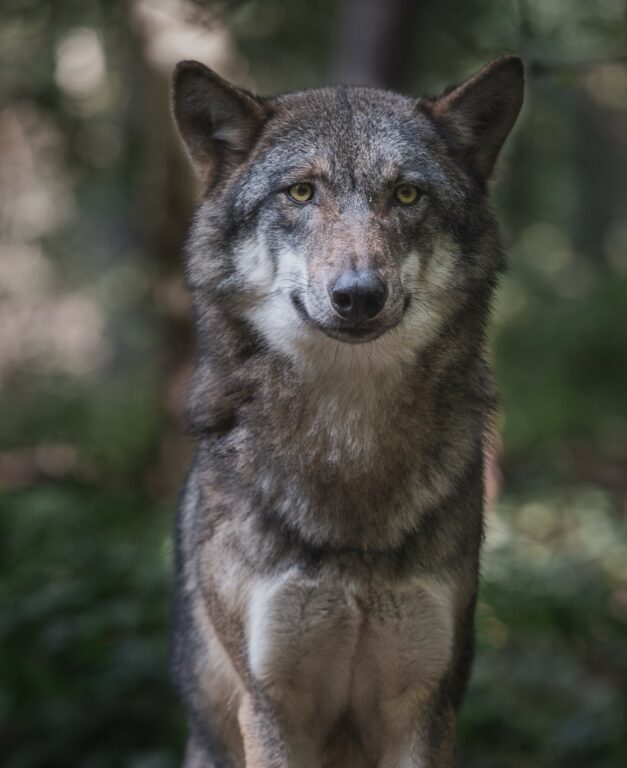 Region Hannover erteilt Ausnahmegenehmigung zur Tötung eines “Problemwolfs”