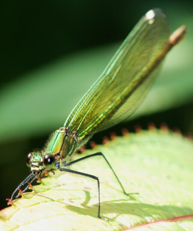 Einsatz für den Erhalt der biologischen Vielfalt