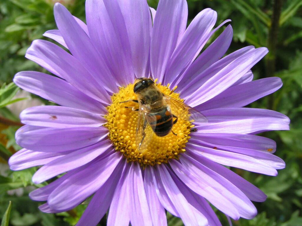 Heute ist Weltbienentag !