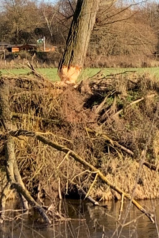 Biberfamilie an der Leine