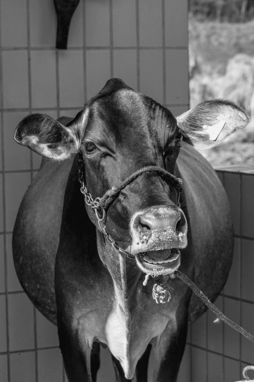 Mehr Tierschutz in der Rinderhaltung