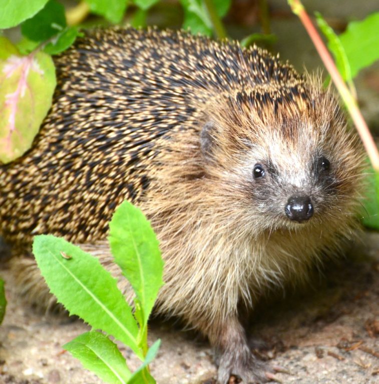 Nachtbetrieb von Mährobotern gefährdet Wildtiere